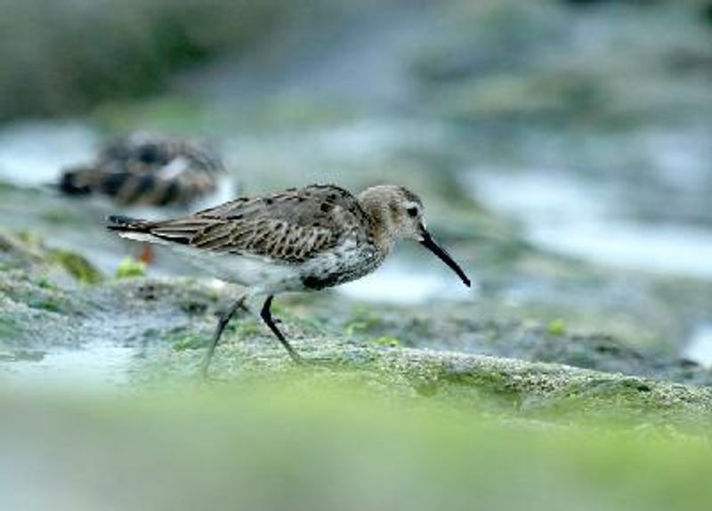 Dunlin