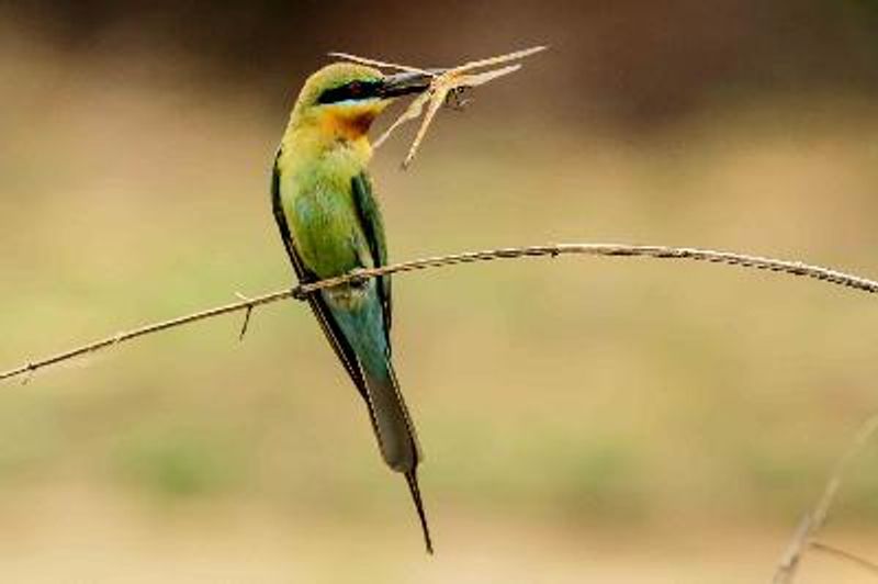 Blue tailed Bee eater