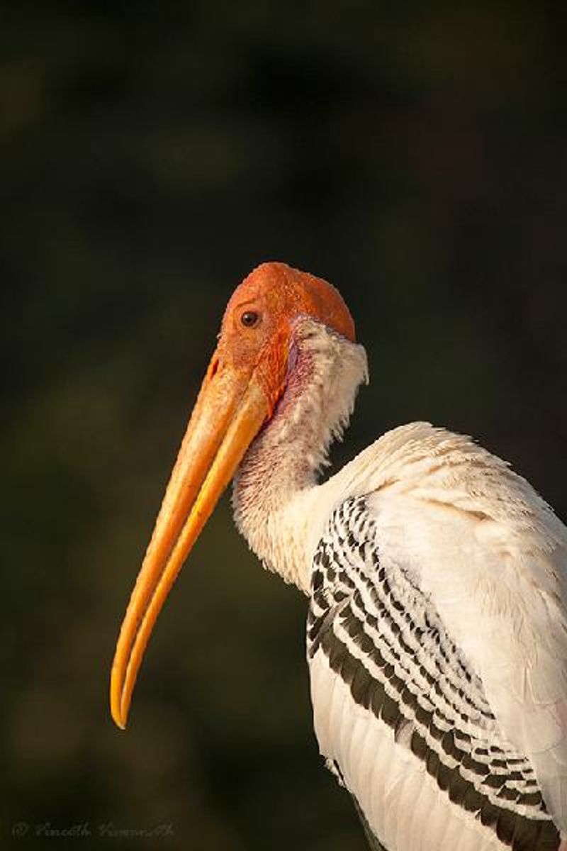 Painted Stork