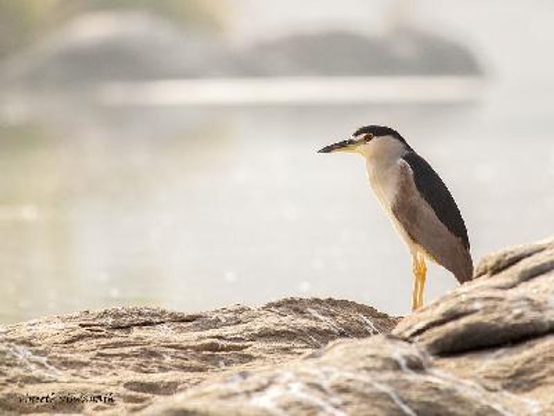 Black crowned Night Heron