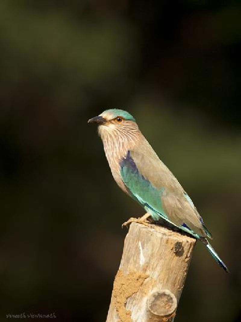 Indian Roller