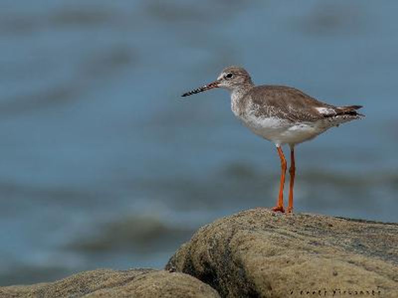 Common Redshank