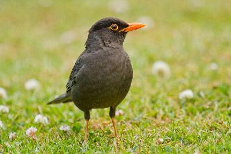 Indian Blackbird