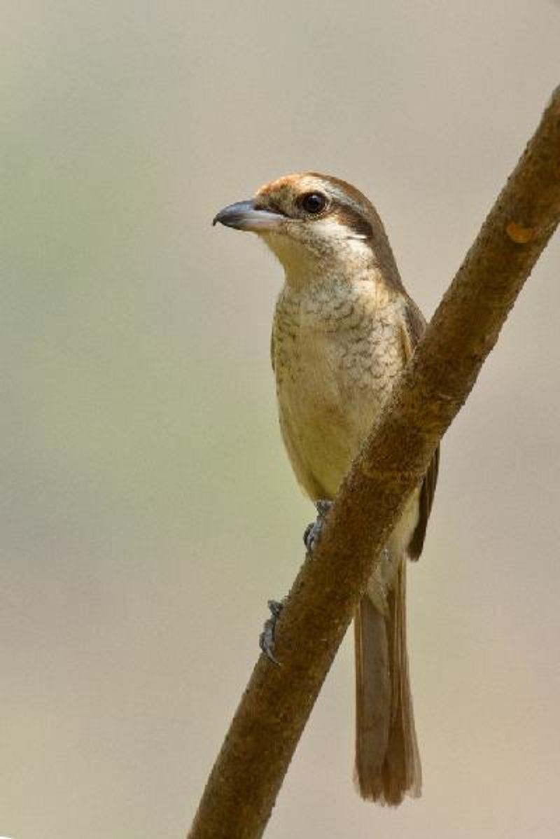 Brown Shrike