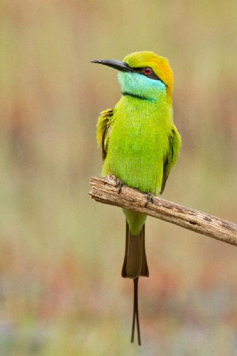 Green Bee eater