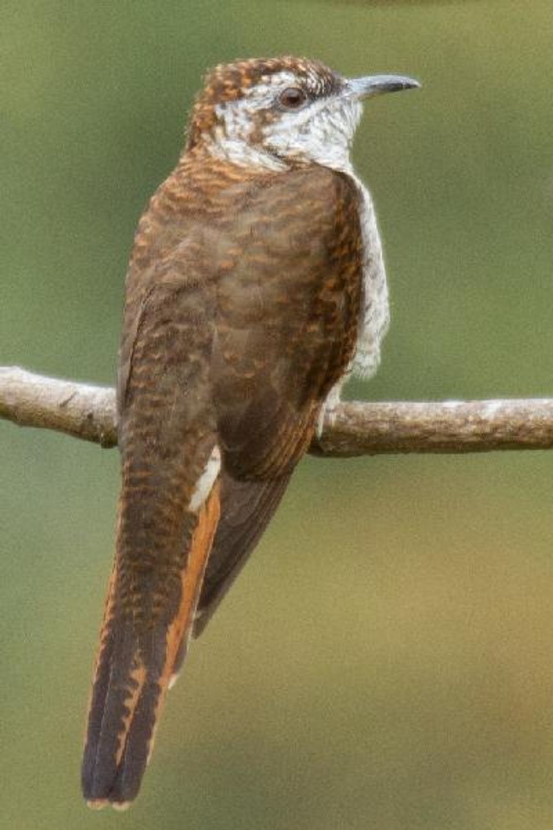 Banded Bay Cuckoo