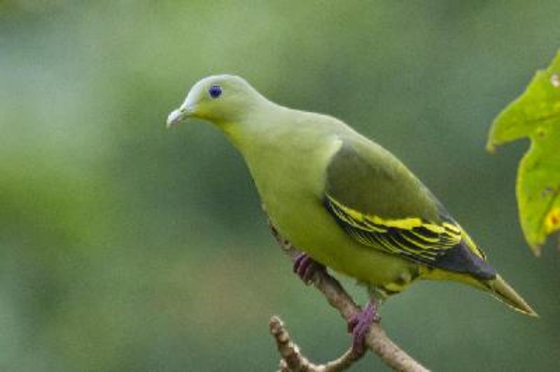 Grey fronted Green Pigeon