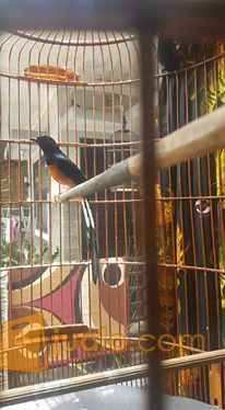 Peternak Murai Batu Medan Di Jawa Timur