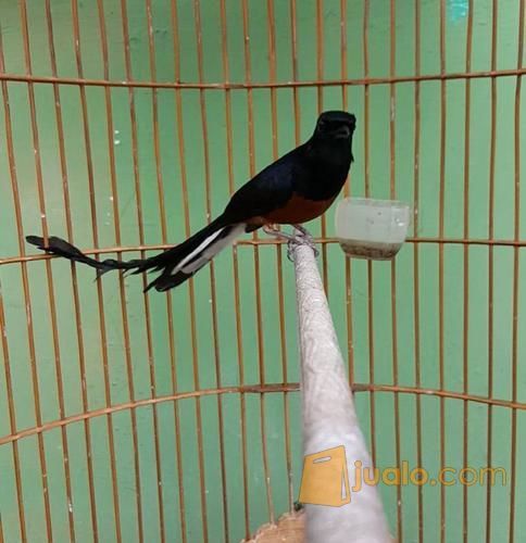 Peternak Murai Batu Bahorok Di Jakarta