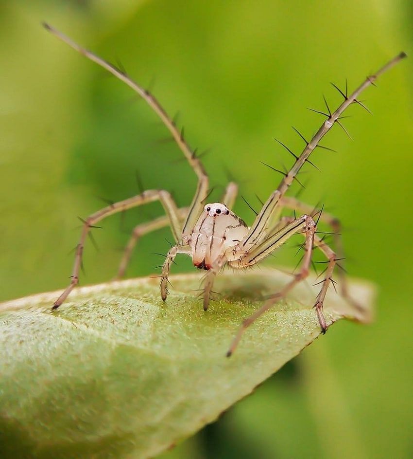 10x Macro lens, Photography 10x Macro lens, Photography