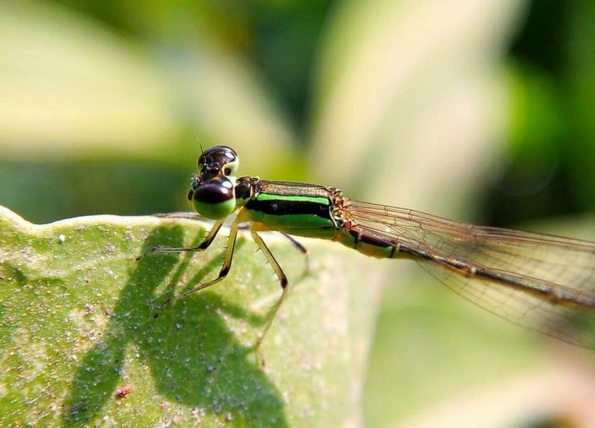 10x Macro lens, Photography 10x Macro lens, Photography
