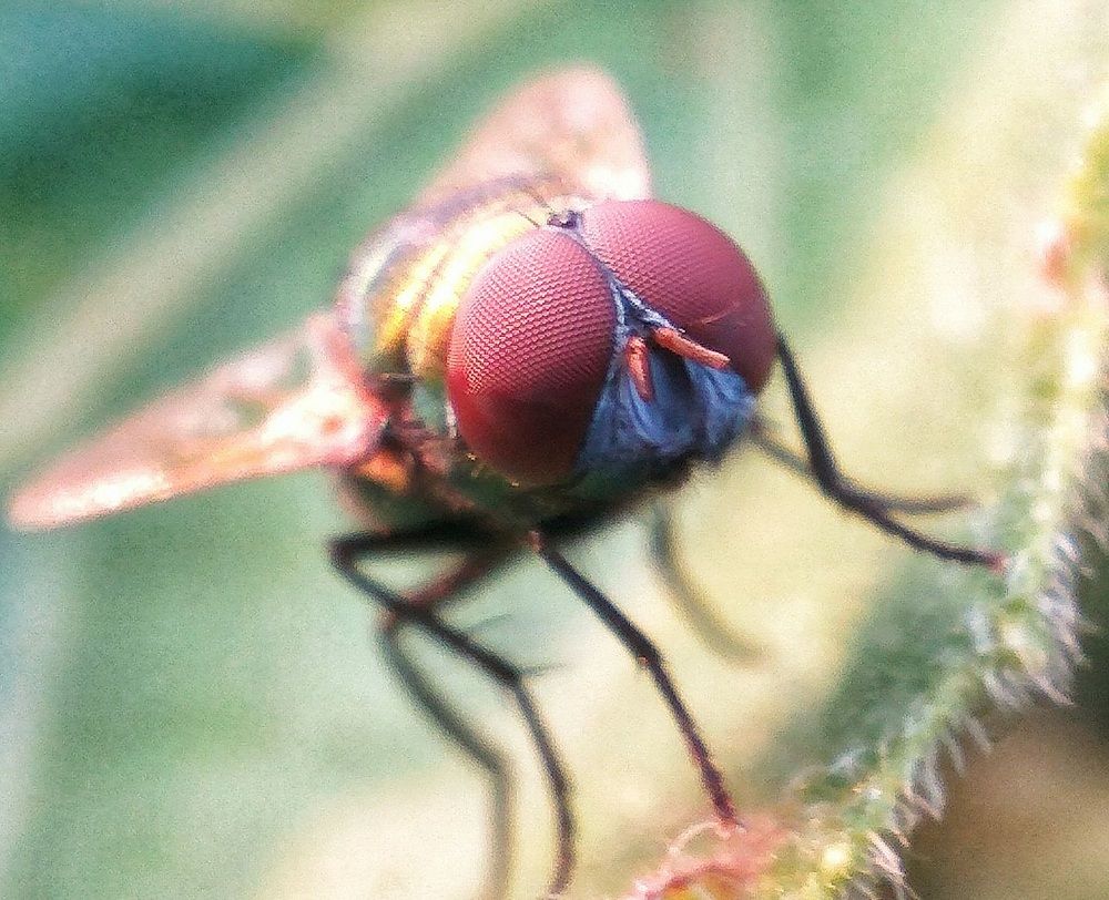 4K Super 20X Macro Lens 4K Super 20X Macro Lens