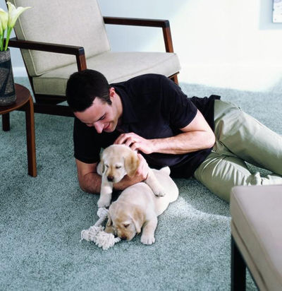 man playing with puppies on carpet floor in a Vancouver home