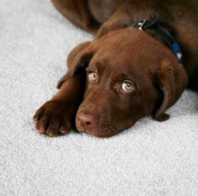 Dog laying on pet friendly carpet