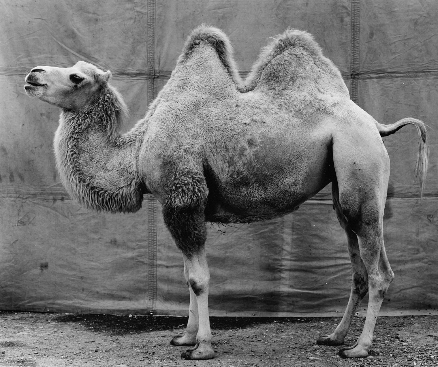 Kamel