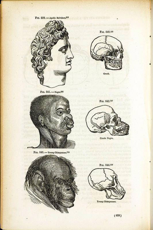 Plate from Nott and Gliddon, Types of Mankind, 1854 (29590)