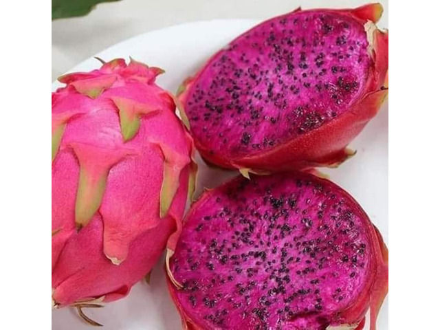 Dragon Fruit Planting