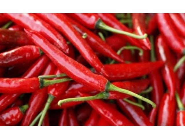 Demon Chilli Pepper