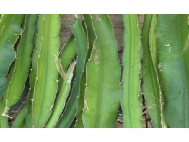 Dragon Fruit Cuttings