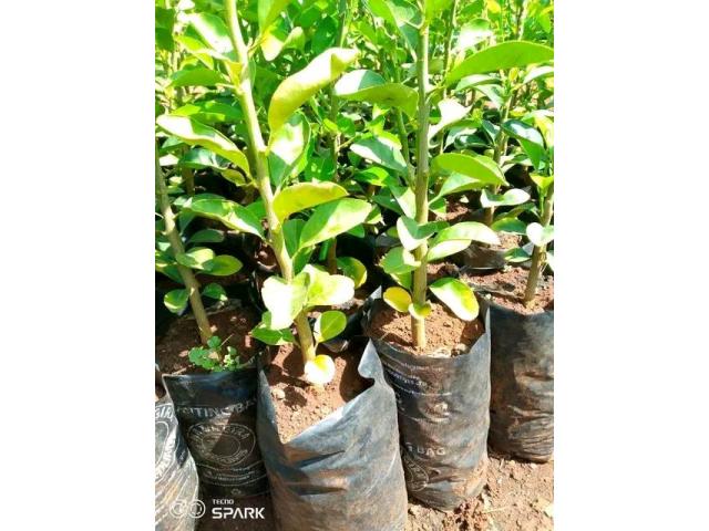 Kei Apple Seedlings