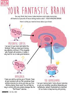 Your Fantastic Brain