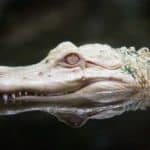 Albino alligators