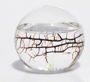 Ecosphere