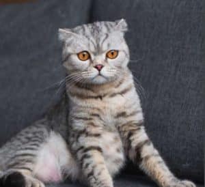 How Do Tabby Cats Get Their Stripes?