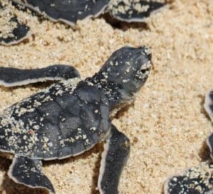 Turtle poachers