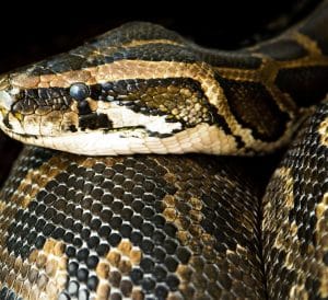 Snake
