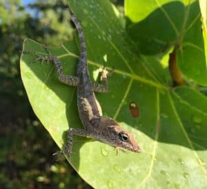 Hurricane reveal die-hard lizards
