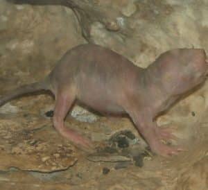 Naked Mole-Rats