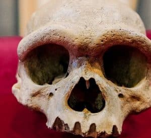 Human ancestor