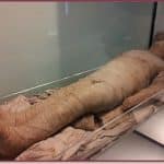 lice and mummies