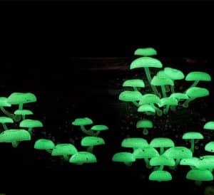 Mycena chlorophos