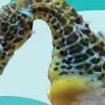 Seahorse