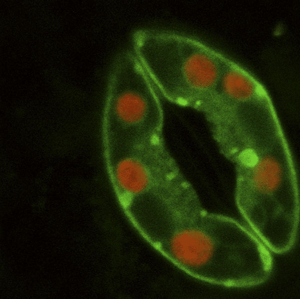 A stoma