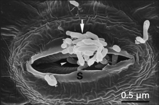 Methylobacterium_sp._sunflower_stomatum_pore