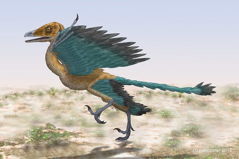 Archaeopteryx