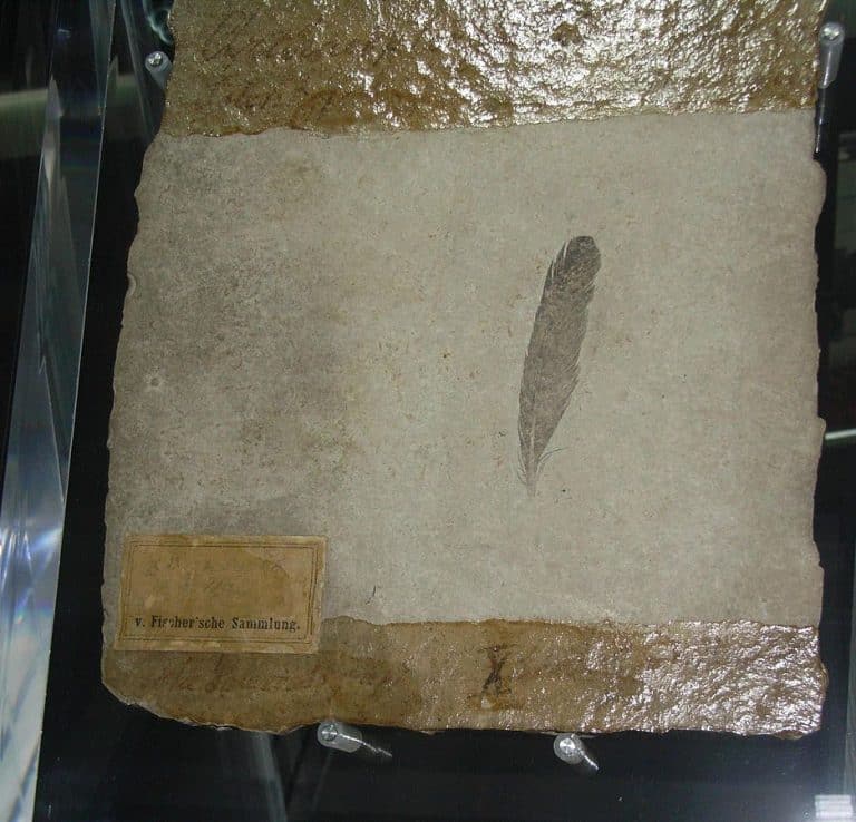 ArchaeopteryxTheUrvogelFeather