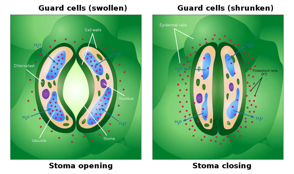 How stomata open and close