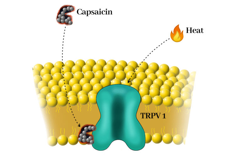 Capsaicin tricking the brain