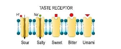 Types of taste receptors