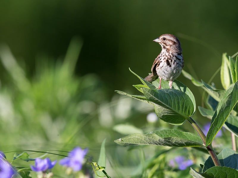 Native Garden" by ibm4381