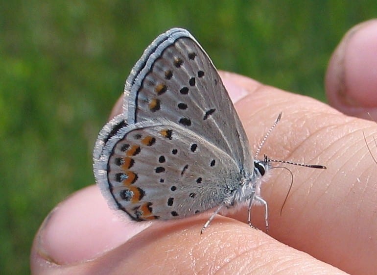 “Karner Blue butterfly encounter” by Chris Hoving