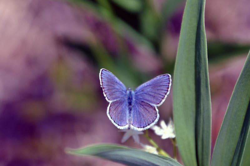 "Male Karner Blue Butterfly
