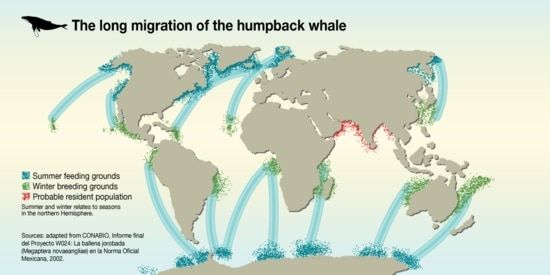 long migration of the humpback whale