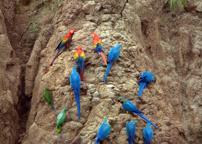 Parrots at a clay salt lick in the rainforest