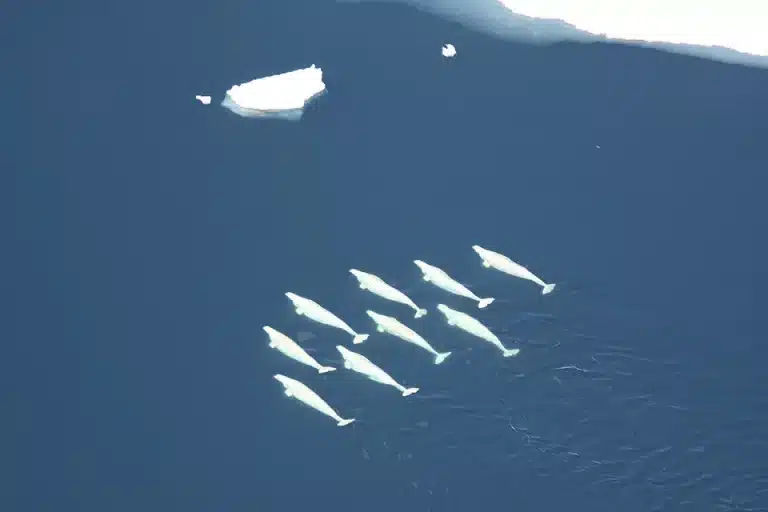 Beluga whales rely on gaps in the ice to help orient them during migrations