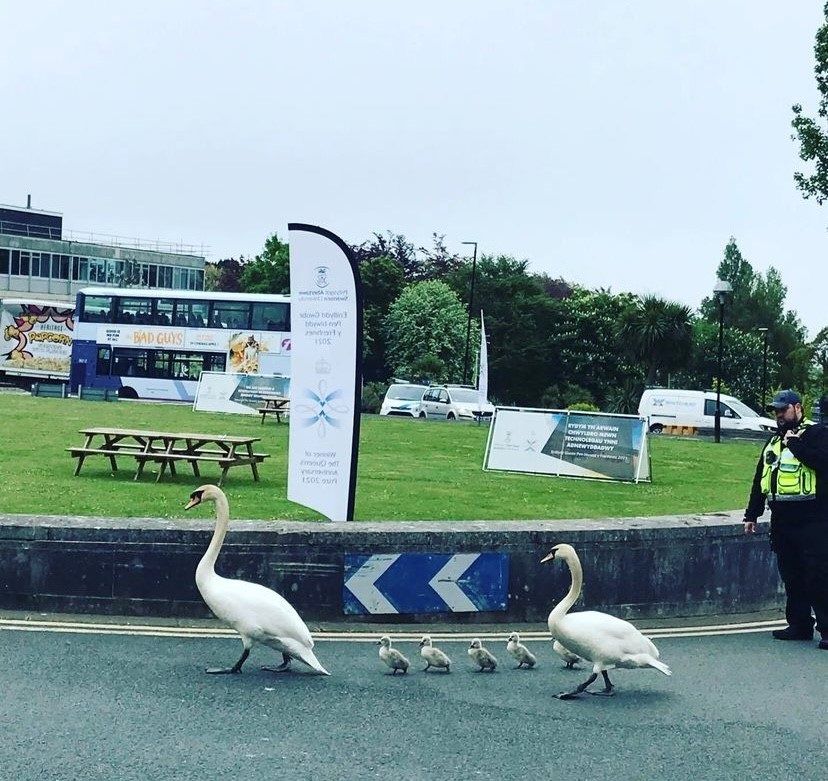 Swans on a roundabout